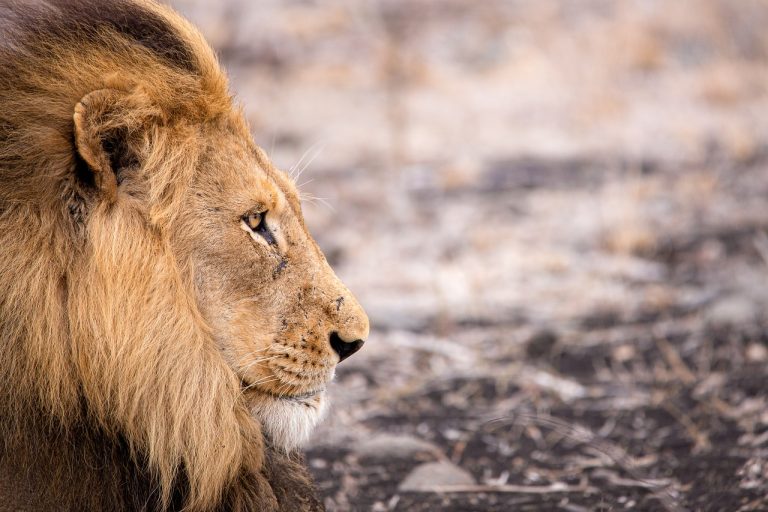 Money Lion Stock