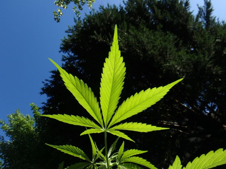 Sundial Growers