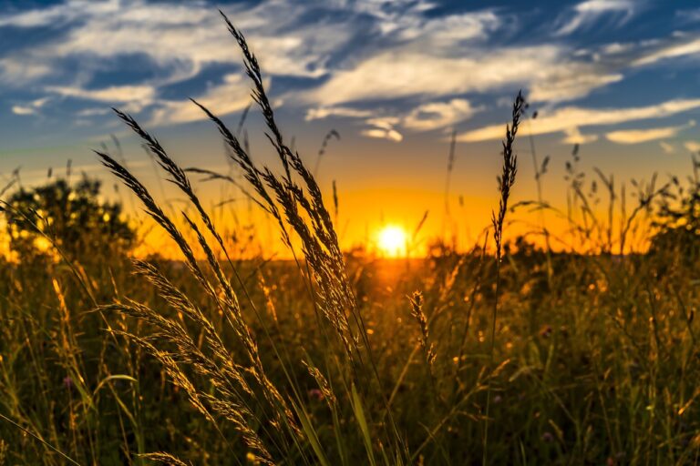 Wheat price