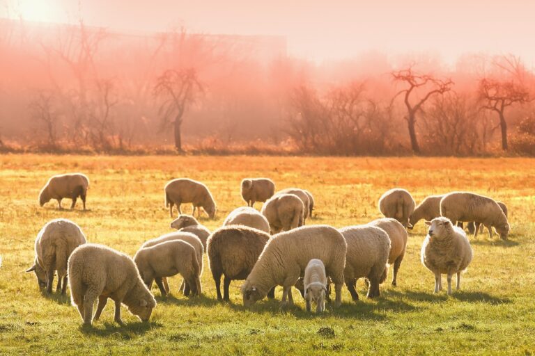 Herd Mentality